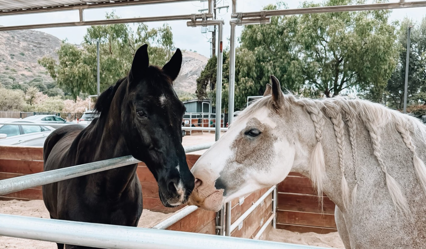 Two horses touching noses at the stable